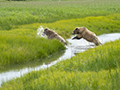 Coastal Brown Bear Cubs Jumping Slough