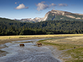 Coastal Brown Bears