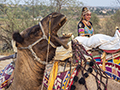 Bored Camel in the Thar Desert