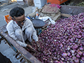 Onion Seller Sorting His Crop