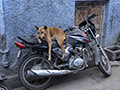 Dog on Motorcycle in Blue City of Jodhpur