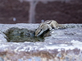 Squirrel in Jodhpur