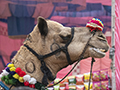 Decorated Camel at Pushkar Fair