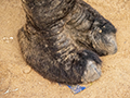 Camels Foot at Pushkar Fair