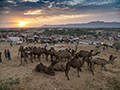 Sunset at Pushkar Camel Fair