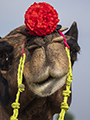 Camel at Pushkar Fair