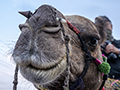 Camel at Pushkar Fair