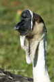 Domestic Swan Goose