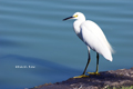 Snowy Egret