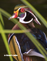 Wood Duck