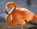 Caribbean Flamingo