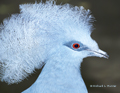 Blue-Crowned Pigeon