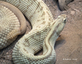 Neotropical Rattlesnake