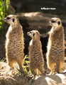 Meerkat Trio