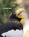 Steller's Sea Eagle