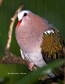 Emerald Dove