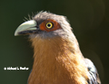 Chestnut Breasted Malkoha