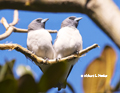 White-Breasted Woodswallow