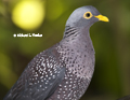 African Olive Dove