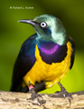 Golden-Breasted Starling