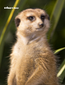 Meerkat