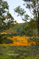 Tranquil Poppies