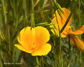 California Poppy