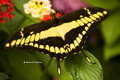 Giant Swallowtail