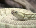 Neotropical Rattlesnake