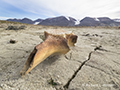 Whale Vertebra