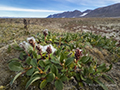 Arctic Willow