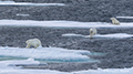 Three Male Polar Bears