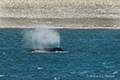 Bowhead Whale