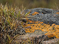 Elegant Sunburst Lichen