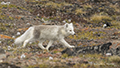 Arctic Fox