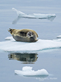 Bearded Seal