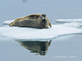 Bearded Seal