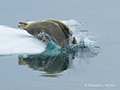 Bearded Seal