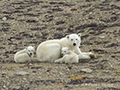 Polar Bear and Cubs