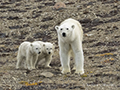 Polar Bear and Cubs