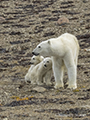 Polar Bear and Cubs