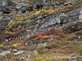 Qilakitsoq, Greenland