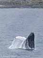 Humback Whale