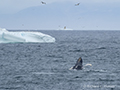 Humback Whale