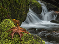 Merriman Falls, Lake Quinault