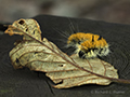 Caterpillar at Merriman Falls