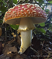 Mushroom, Cape Flattery