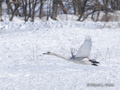 Whooper Swan