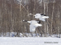 Red-Crowned Crane