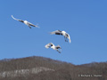 Red-Crowned Crane